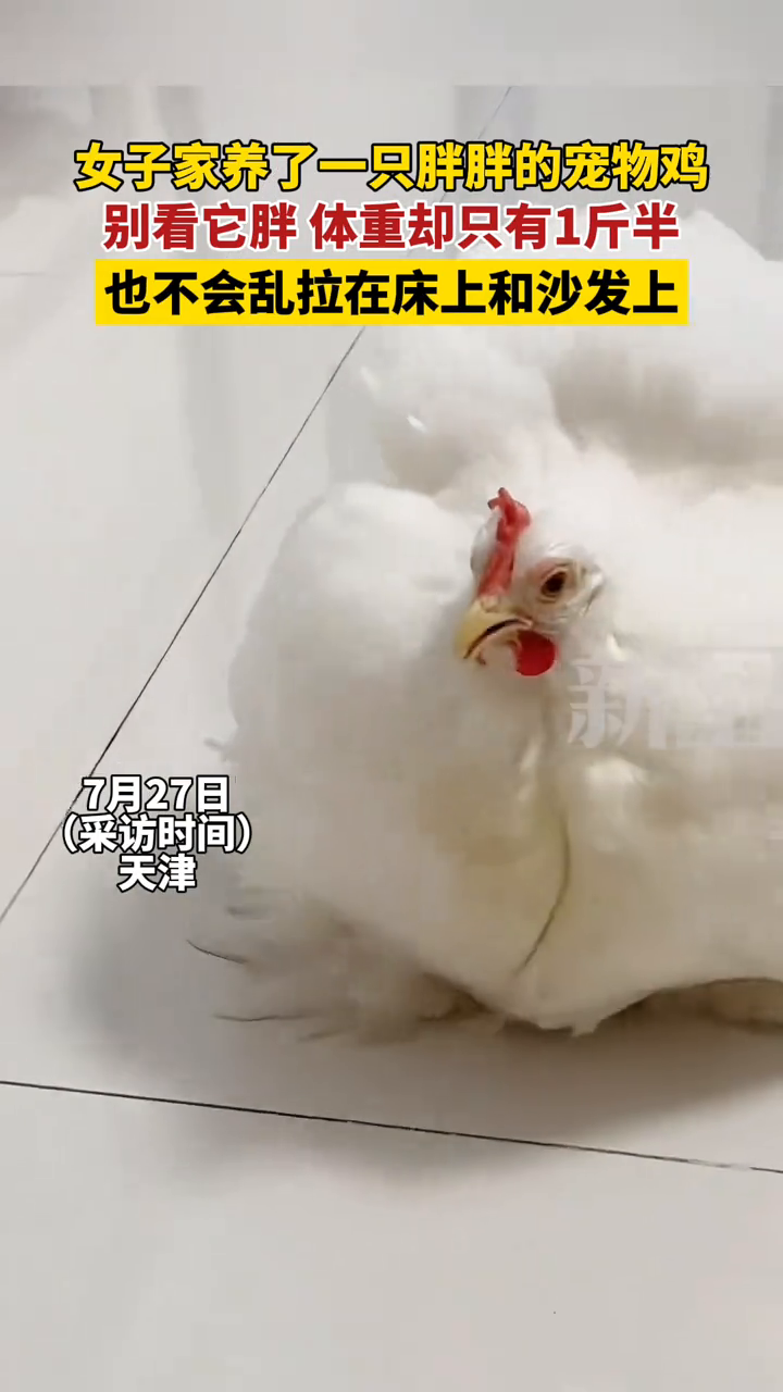 女子家养了一只胖胖的宠物鸡,别看它胖,体重却只有1斤半