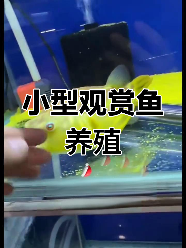斑马狗头鱼繁殖与成长记录