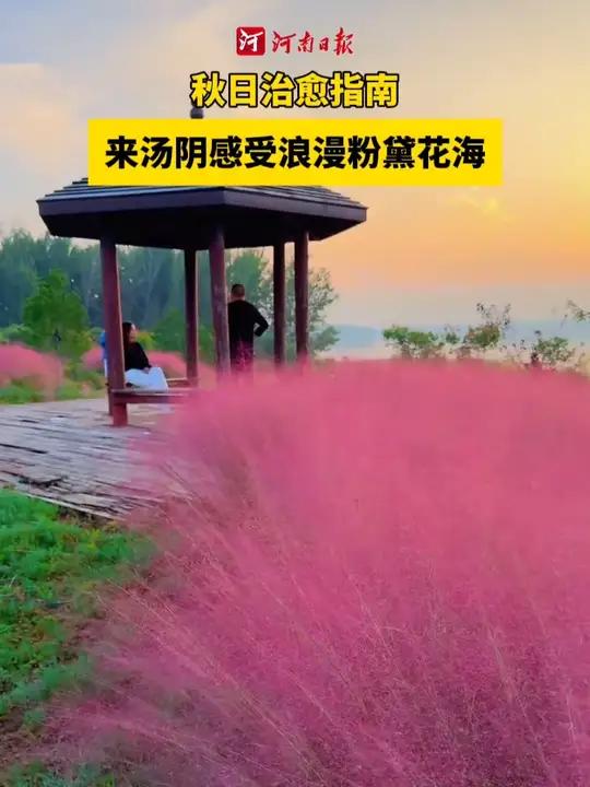  这个秋天,不必奔赴远方,来汤阴汤河国家湿地公园,感受粉黛花海织就的秋日梦境,这片粉黛正以