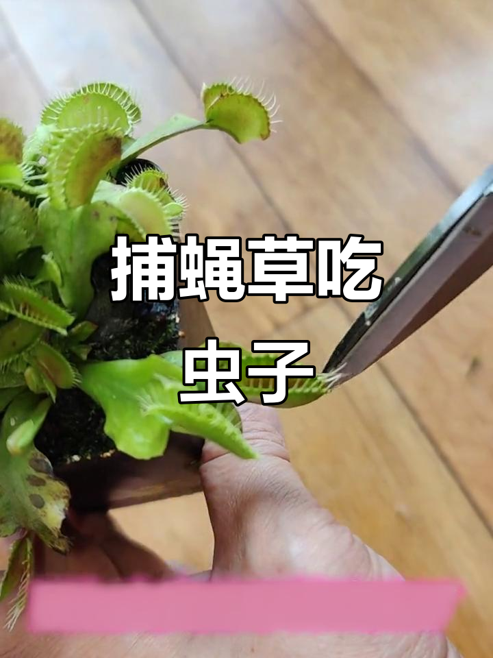捕蝇草消化面包虫全过程,竟然是这样!