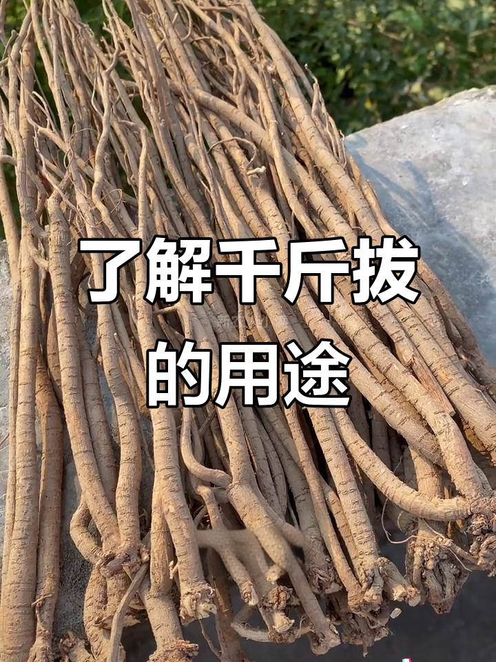 千斤拔:煲汤、泡酒都能用,了解一下它的神奇作用