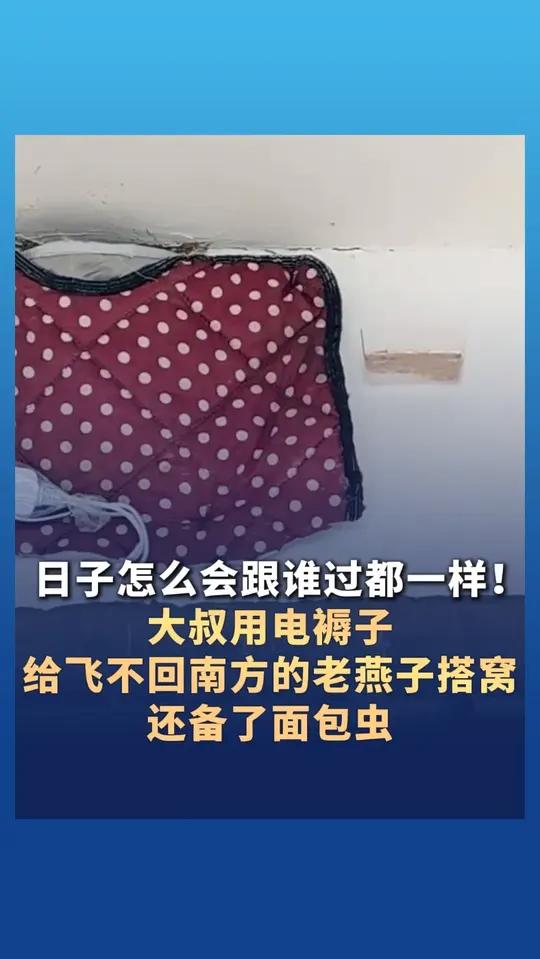 日子怎么会跟谁过都一样!河北大叔用电褥子给飞不回南方的老燕子搭窝,还备了面包虫
