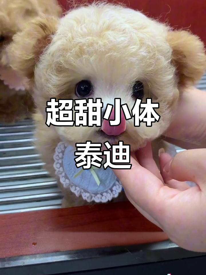 浅色泰迪熊太可爱了,甜美萌态让人忍不住想抱!