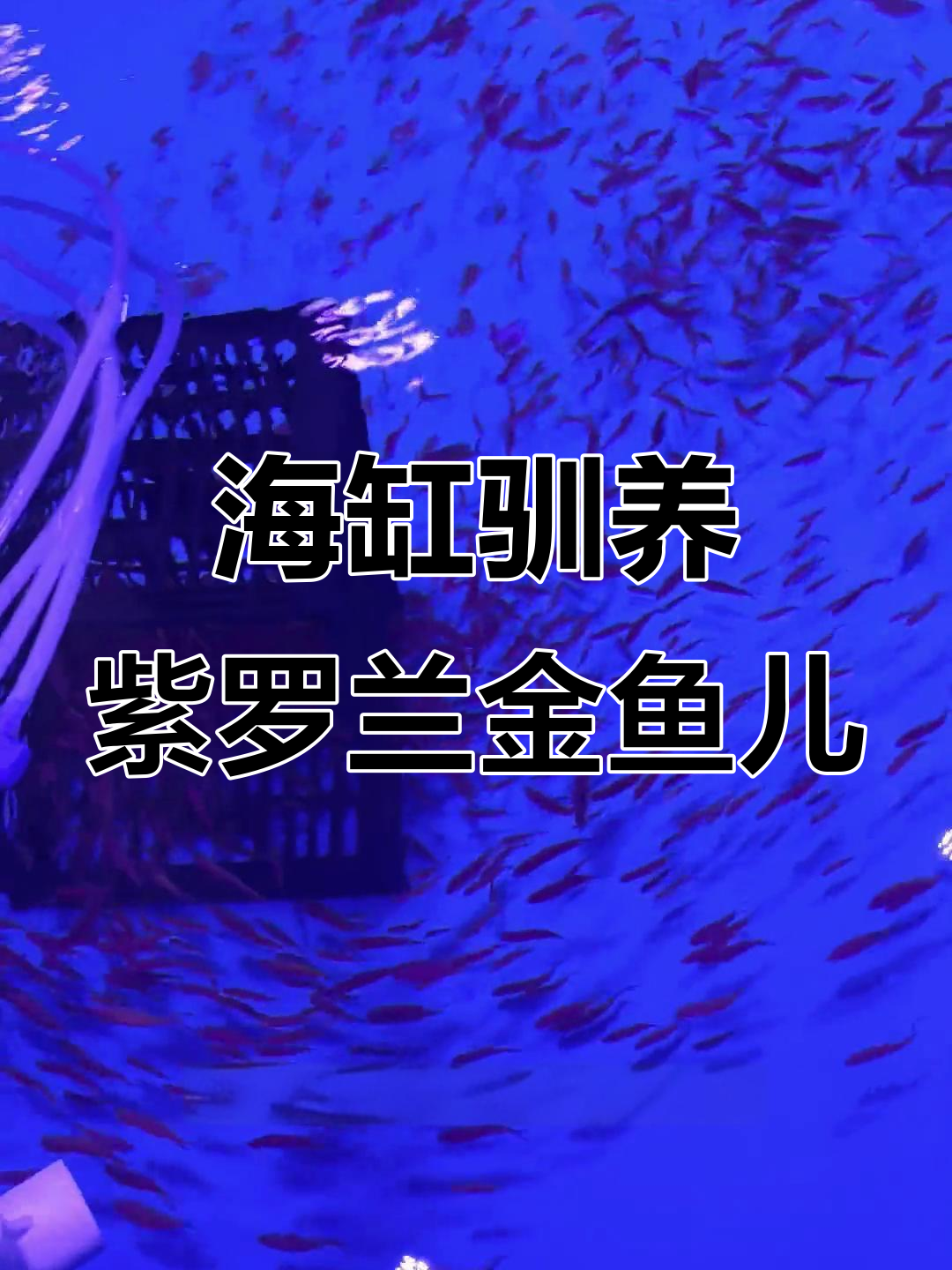 驯化紫罗兰海金鱼,带你了解群游鱼的美妙世界