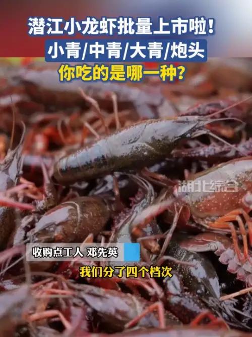潜江小龙虾四月下旬大量上市,市场供需两旺!