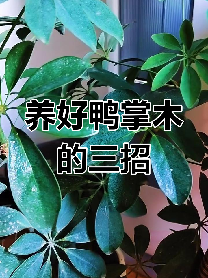 鸭掌木养护三要点,轻松促进新枝叶生长