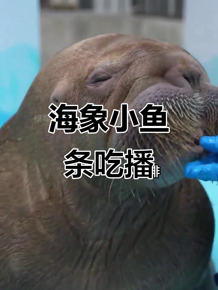 小鱼条和海象的搞笑吃播,萌态十足