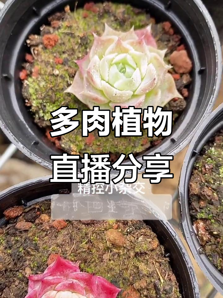 探访多肉植物种植基地,精品多肉尽收眼底