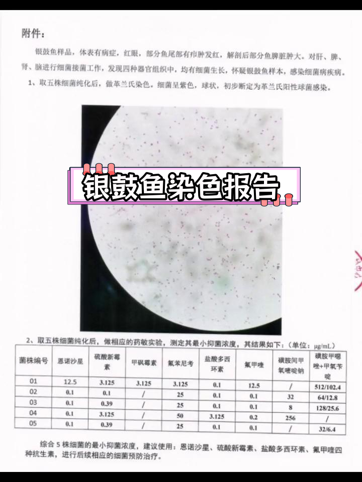 银鼓鱼革兰氏染色与药敏实验结果