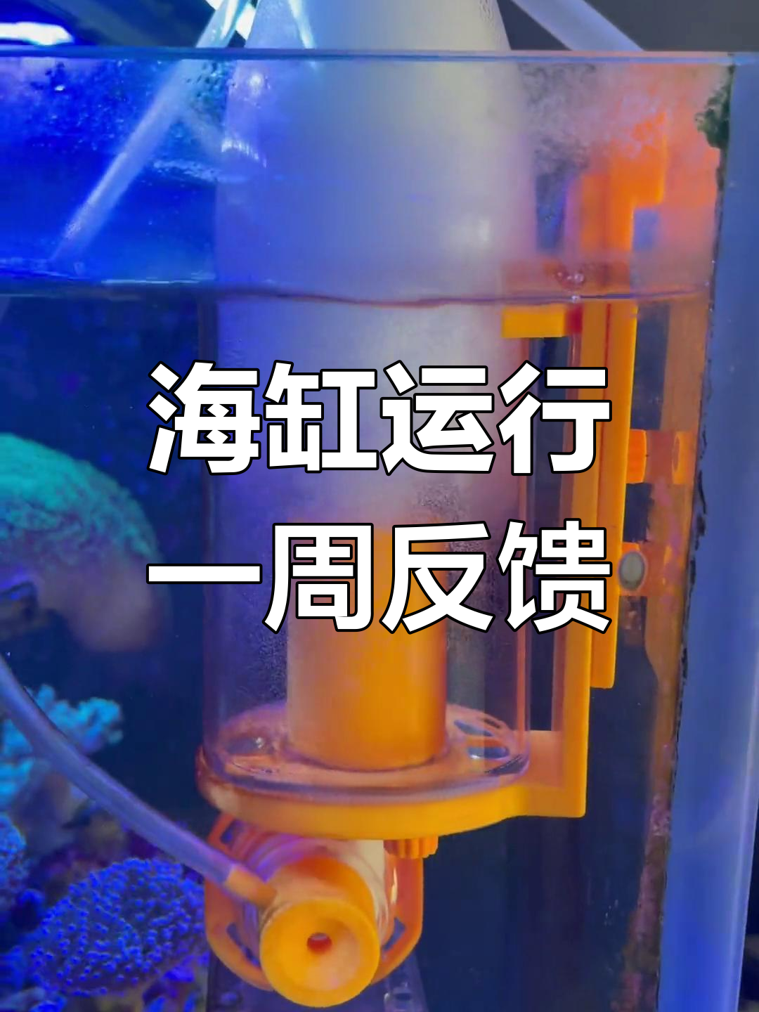 海水鱼缸一周使用体验,效果超乎想象