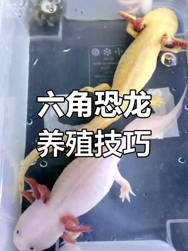 墨西哥钝口螈饲养指南:如何区分公母与喂食