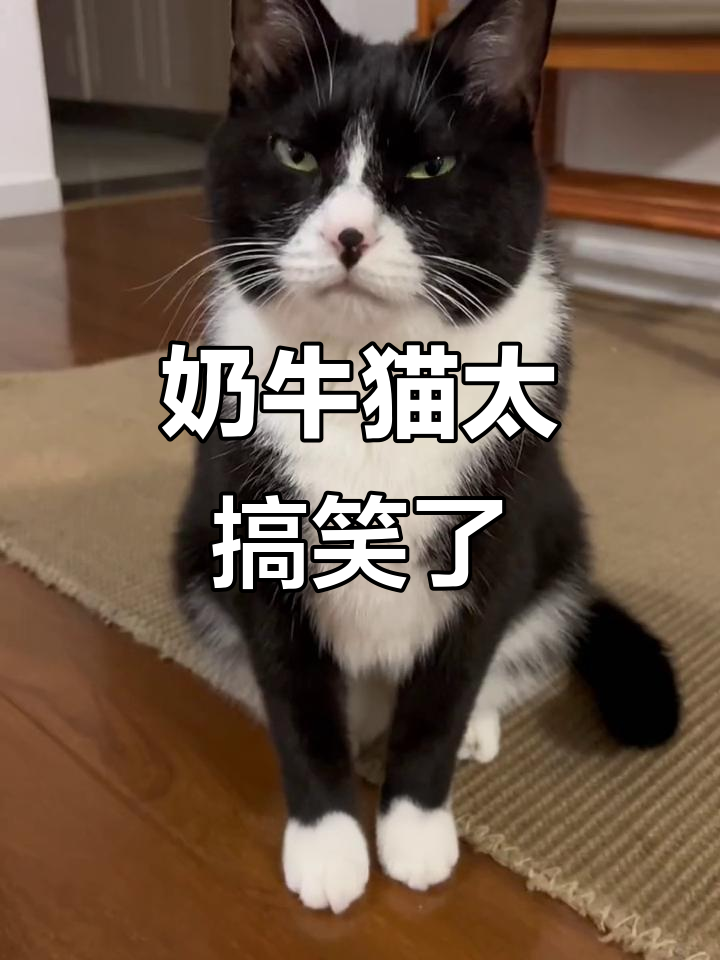 奶牛猫的神经日常,睡觉也能这么搞笑!