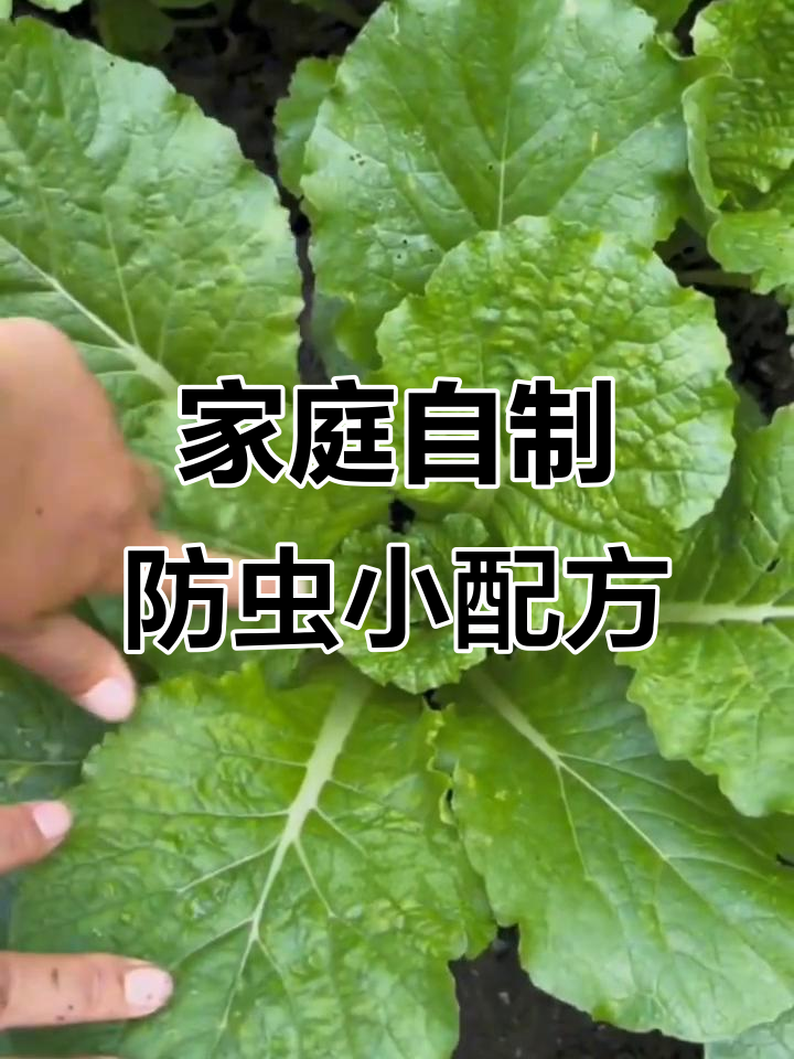 自制蔬菜杀虫剂,环保又高效