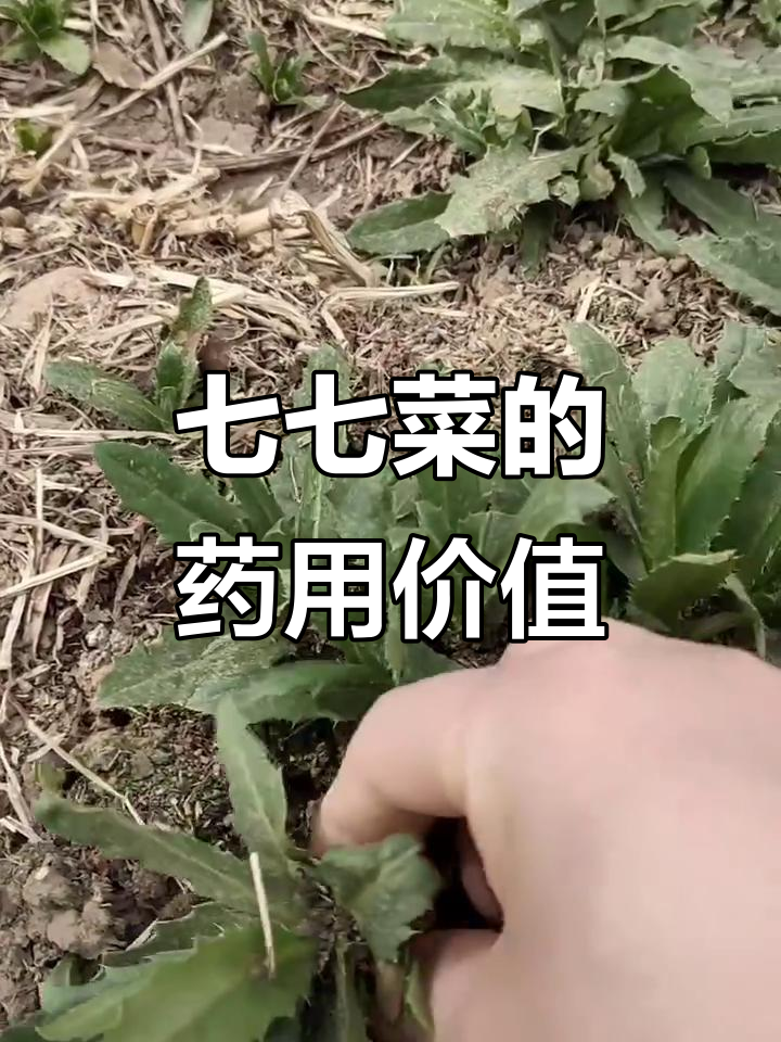 七七菜刺菜的神奇作用,根茎叶花都能入药