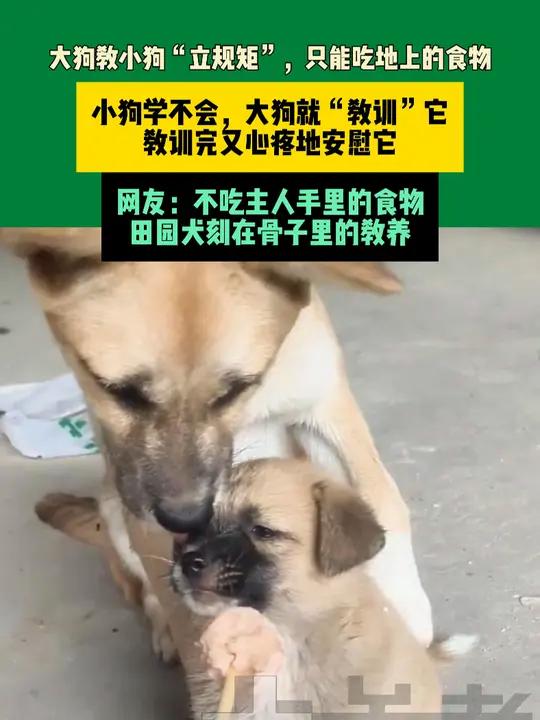 近日安徽(发布)大狗教小狗“立规矩”,只能吃地上的食物,小狗学不会,大狗就“教训”它,教训