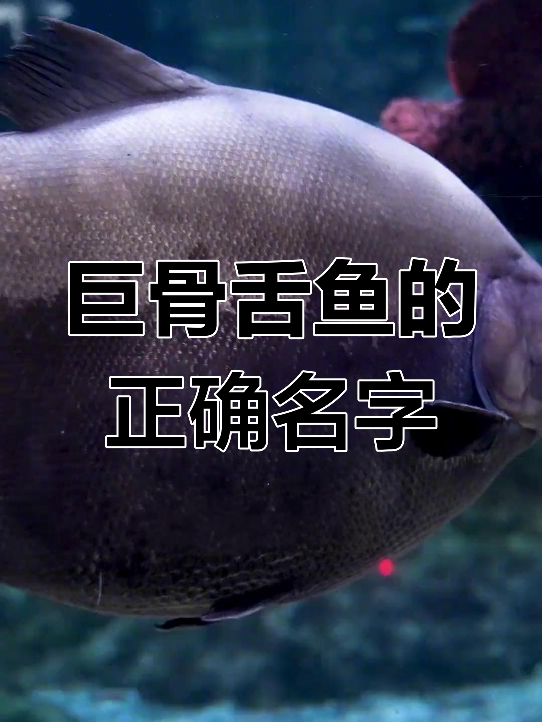 巨骨舌鱼到底是淡水白鲨还是黑银版?真相揭晓