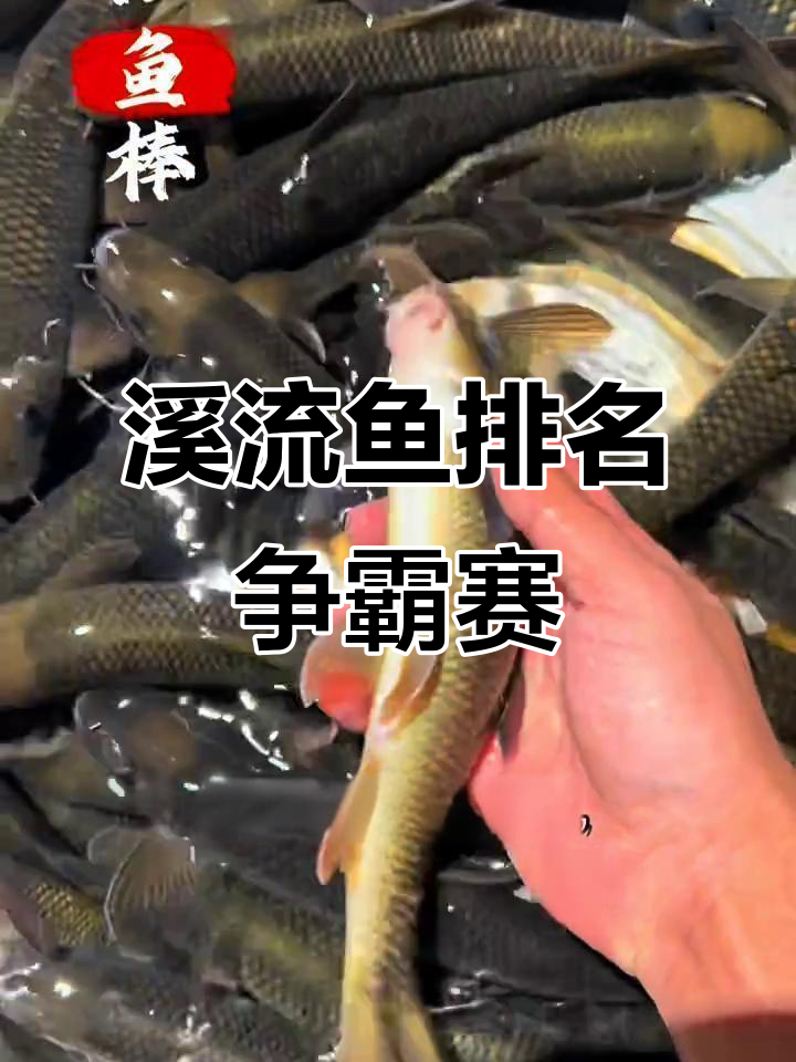 溪流鱼类大比拼，谁才是你心目中的第一名？