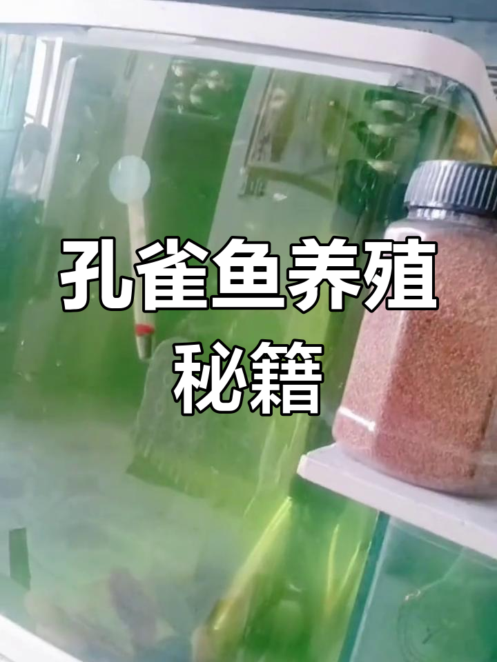 孔雀鱼养殖全攻略:从选缸到繁殖技巧,轻松搞定