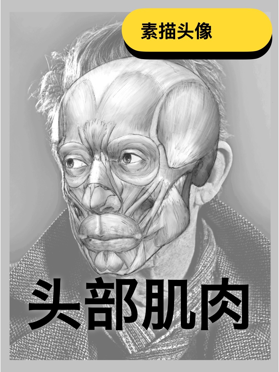 学习干货|素描头像必须了解的肌肉组成