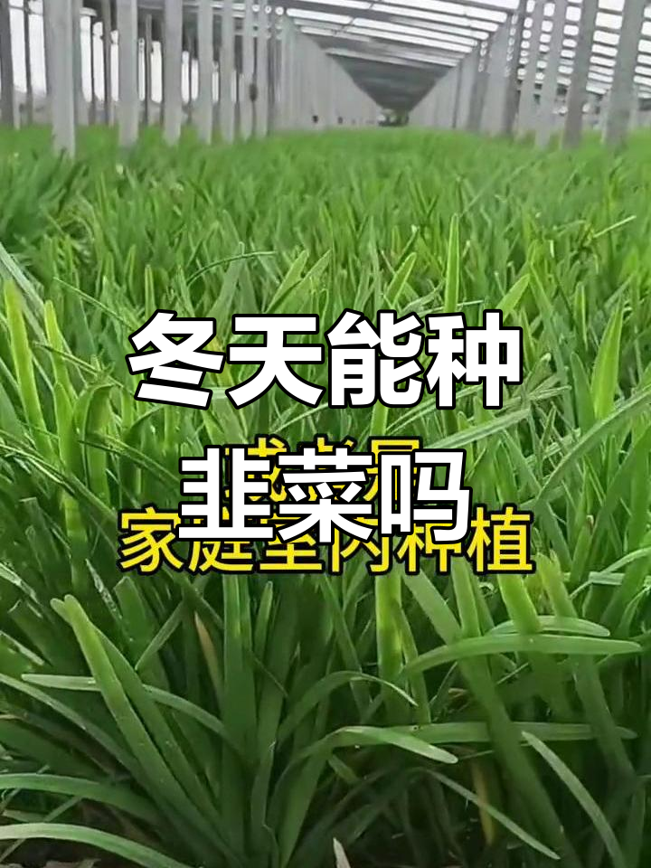 冬季韭菜种植技巧