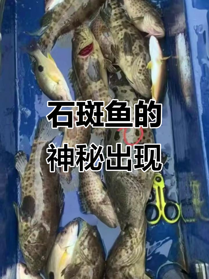 海南频繁现身蓝斑石斑鱼，体型巨大引人注目