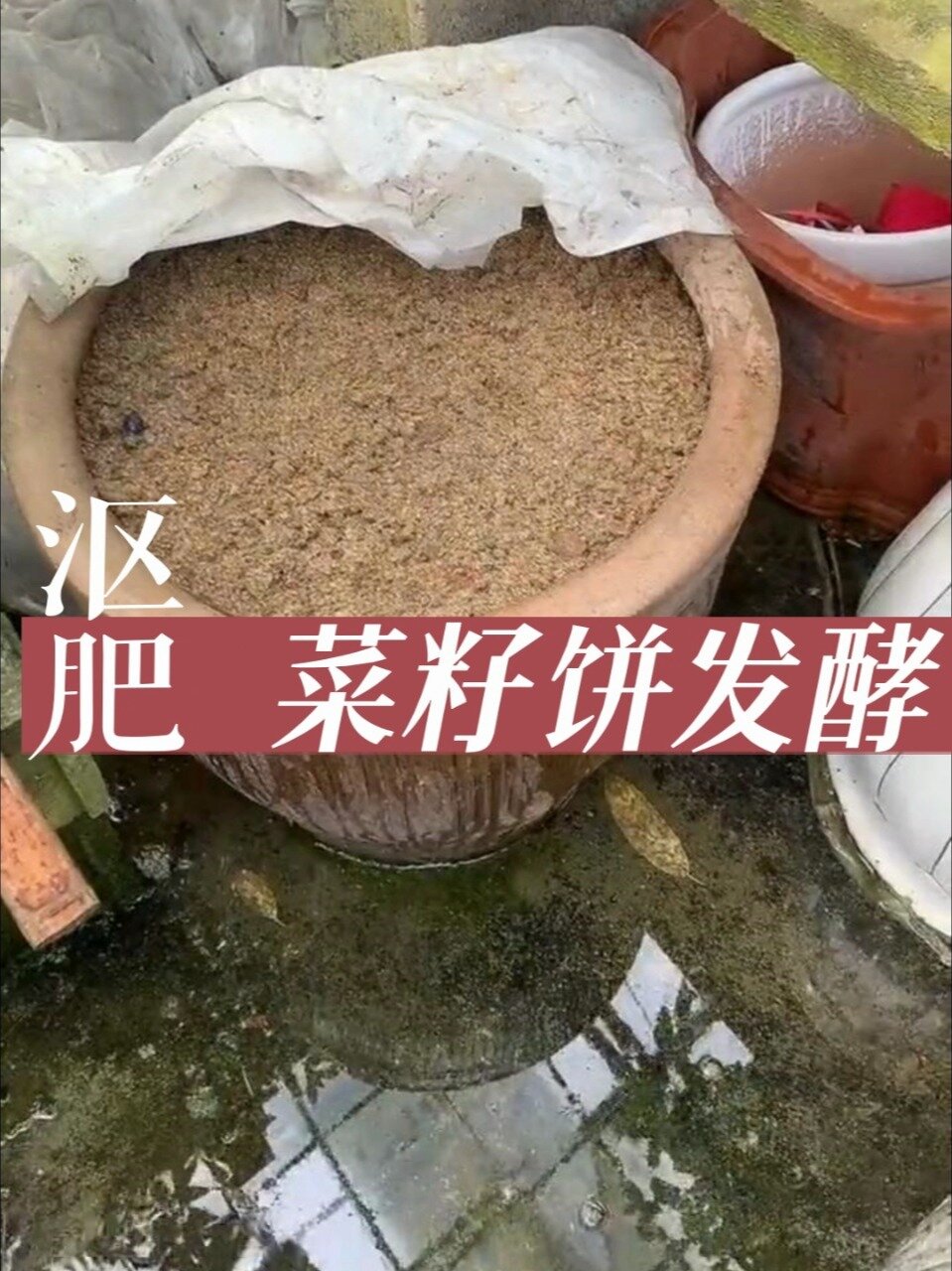 菜籽饼沤肥,阳台养花种菜发酵菜枯有机肥