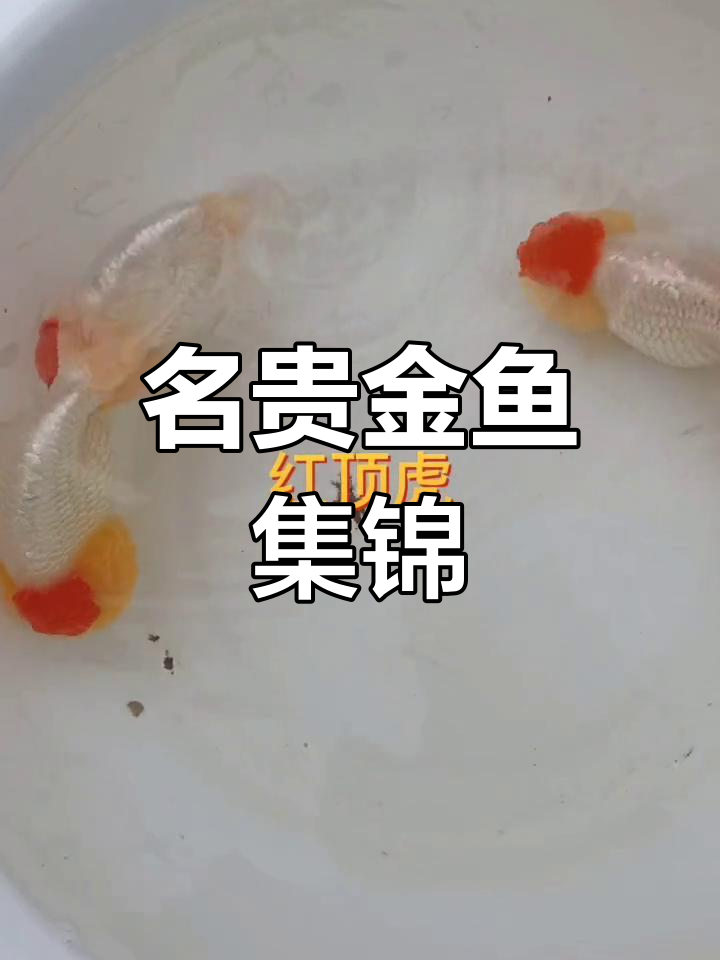 精选金鱼大赏:红顶虎头、紫鹅等名品一览
