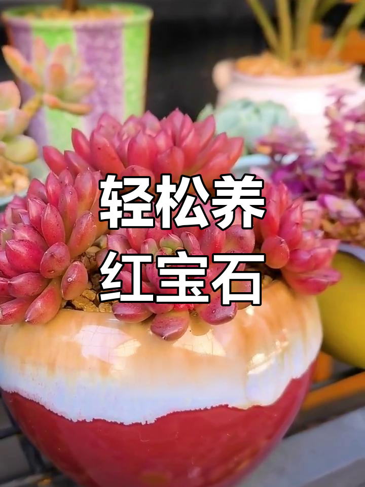 红宝石多肉,根系发达,成活率高