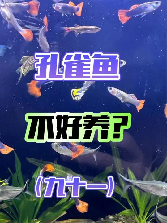 从0开始学养鱼「第九十一节」孔雀鱼不好养？什么情况