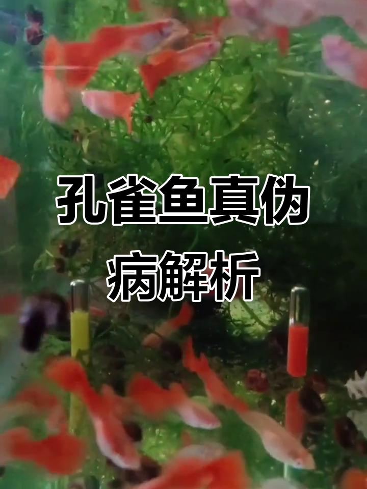 孔雀鱼针尾病症状与防治方法