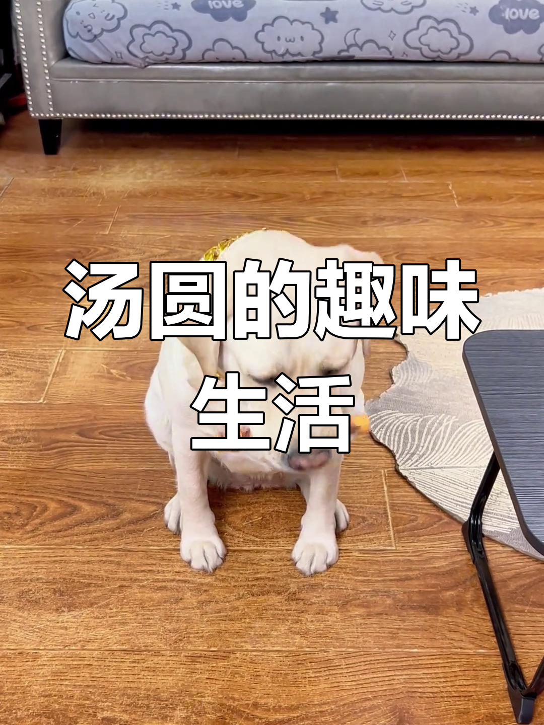 汤圆萌宠日常:磨牙棒挑战,快递取送大作战