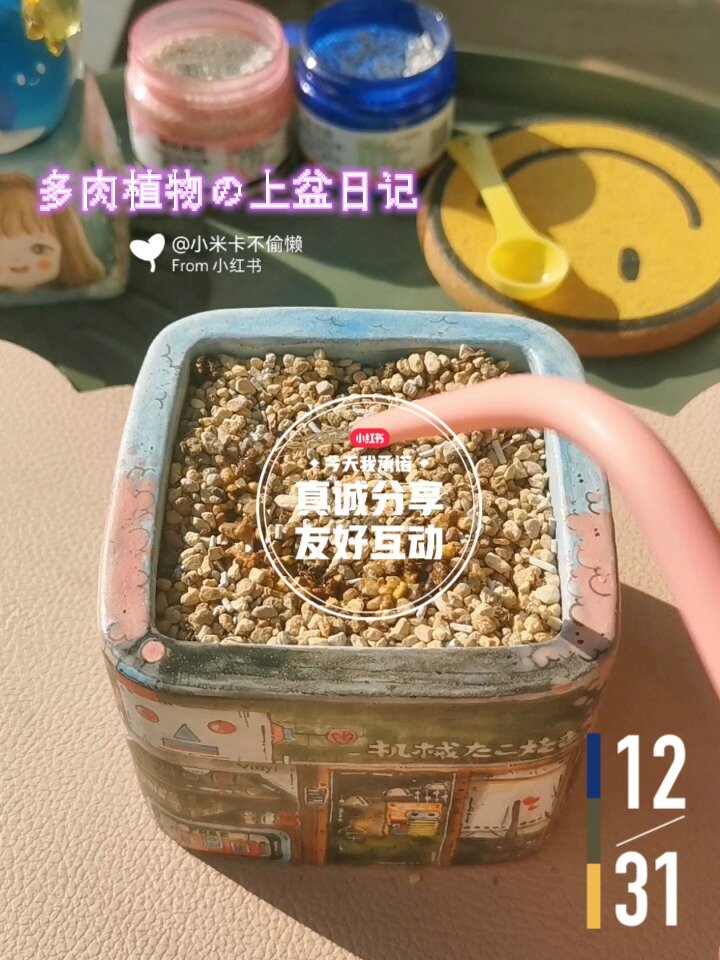 多肉植物上盆日记