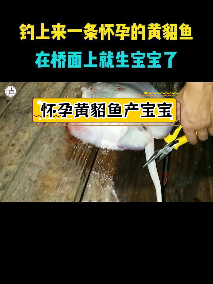 黄貂鱼在桥面产子,胎生奇迹