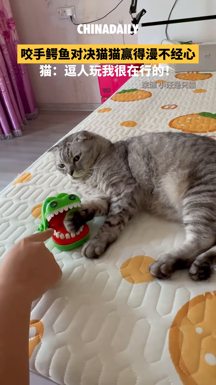 人拉着猫一起玩咬手鳄鱼玩具，猫猫悠闲侧卧