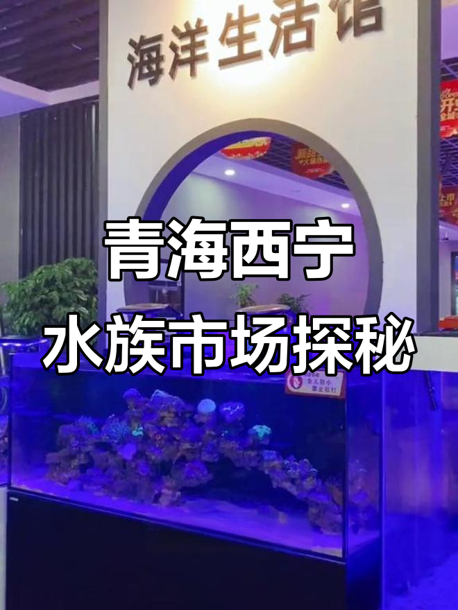 西宁博雅花卉市场:珊瑚海缸与南美异形的奇妙之旅