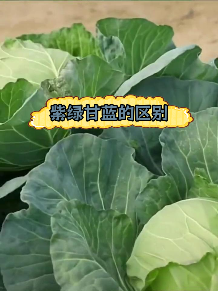 甘蓝与包菜的异同解析