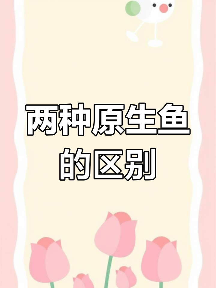 中国斗鱼与泰国斗鱼的对比解析