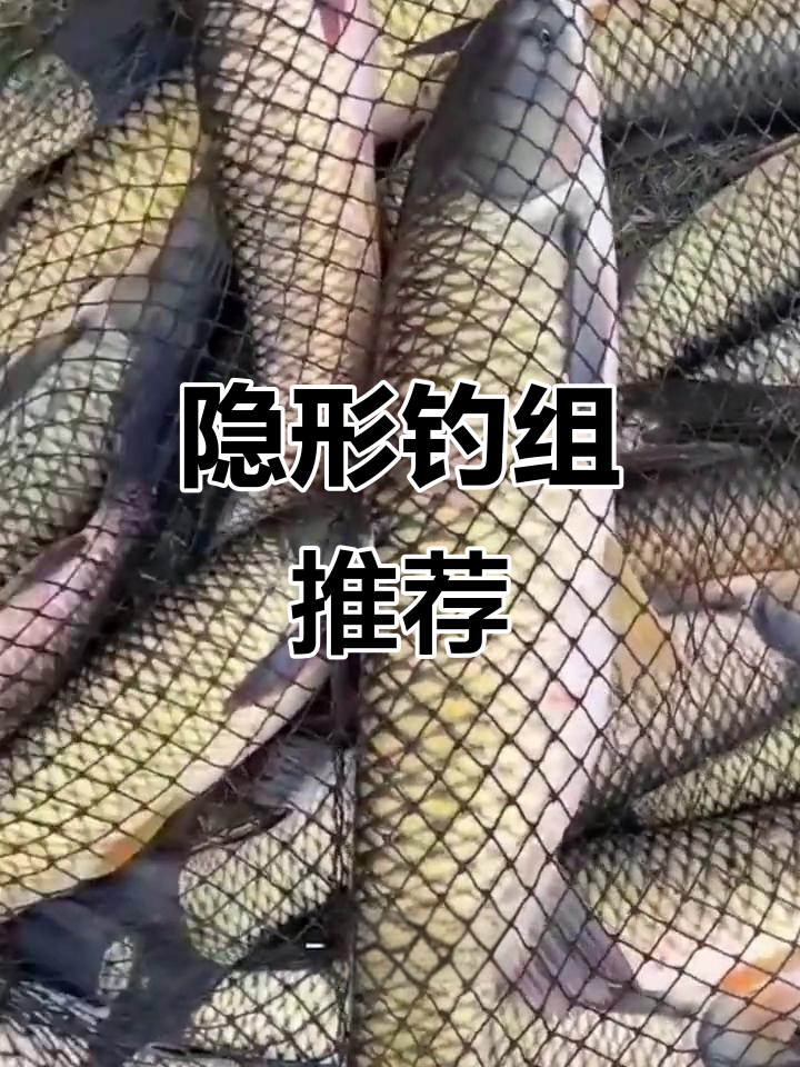 针对草鱼鲤鱼的隐形钓组,微离底设计提升钓鱼效果