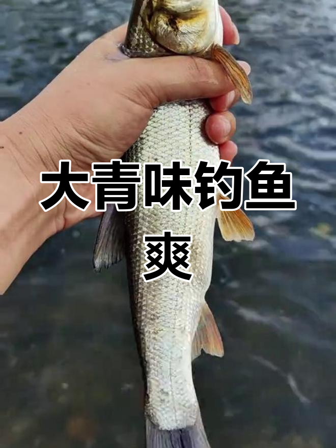 钓大青尾鲴鱼的乐趣