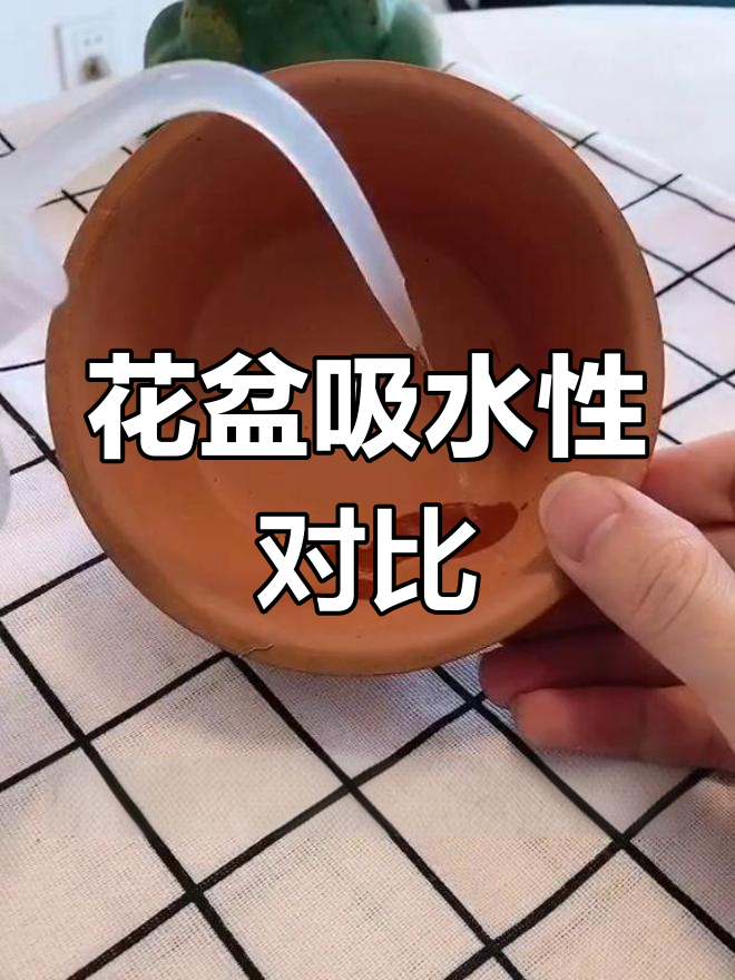 多肉花盆吸水测试:哪种最合适?