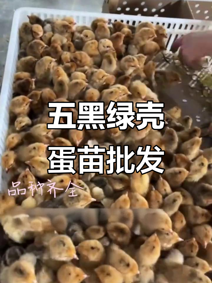 重庆乌皮红羽土鸡苗批发，五黑绿壳蛋苗供应