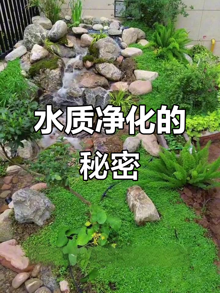 沼泽鱼池净化秘诀，三大问题一网打尽！