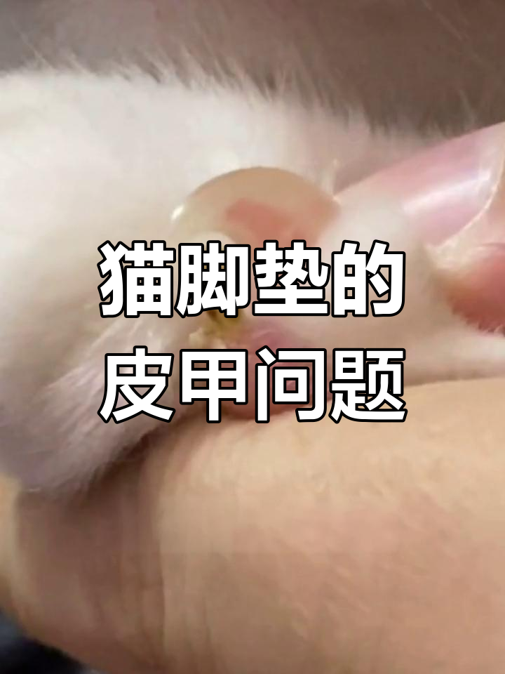 猫咪脚垫长“鸡眼”,真相竟是这样!