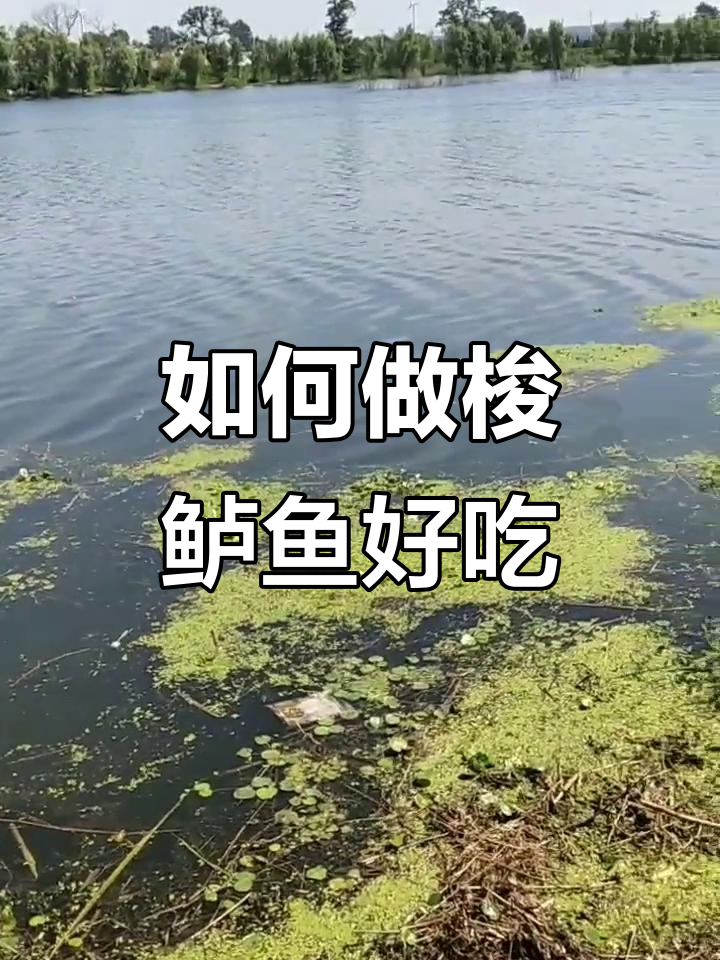 威海梭鲈鱼怎么做好吃?红烧还是其他做法更美味