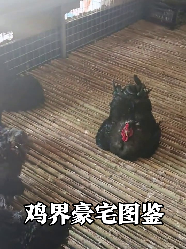鸡界豪华公寓大赏:竹条大平层VS铁笼VIP,谁住得最滋润?
