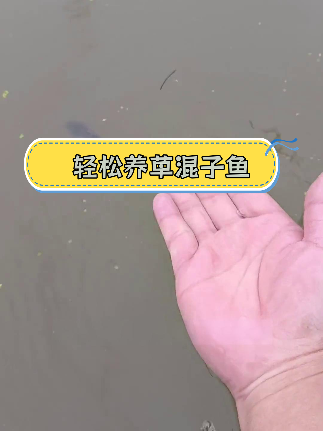 淡水银鳕鱼:草食性大鱼的养殖秘诀