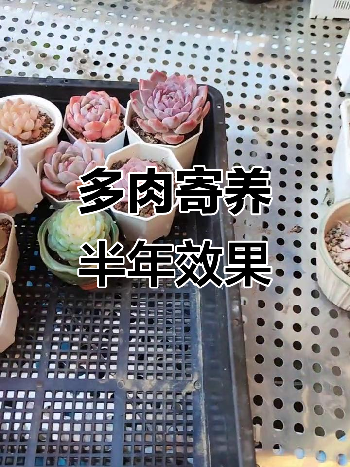 寄走多肉，颜色变化惊艳！