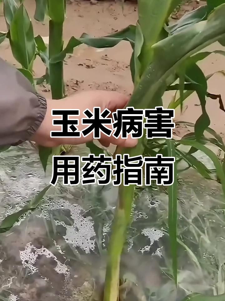 玉米病害全解析:常见病及防治药物一览