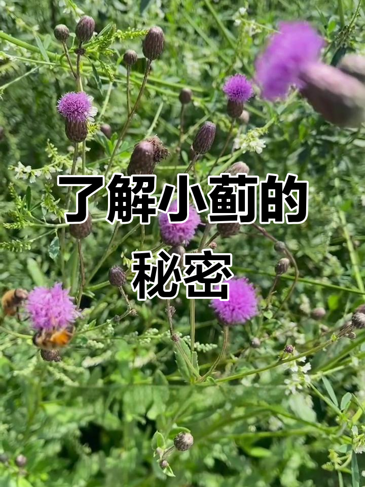 小蓟:菊科刺儿菜的独特魅力,野菜中的珍品
