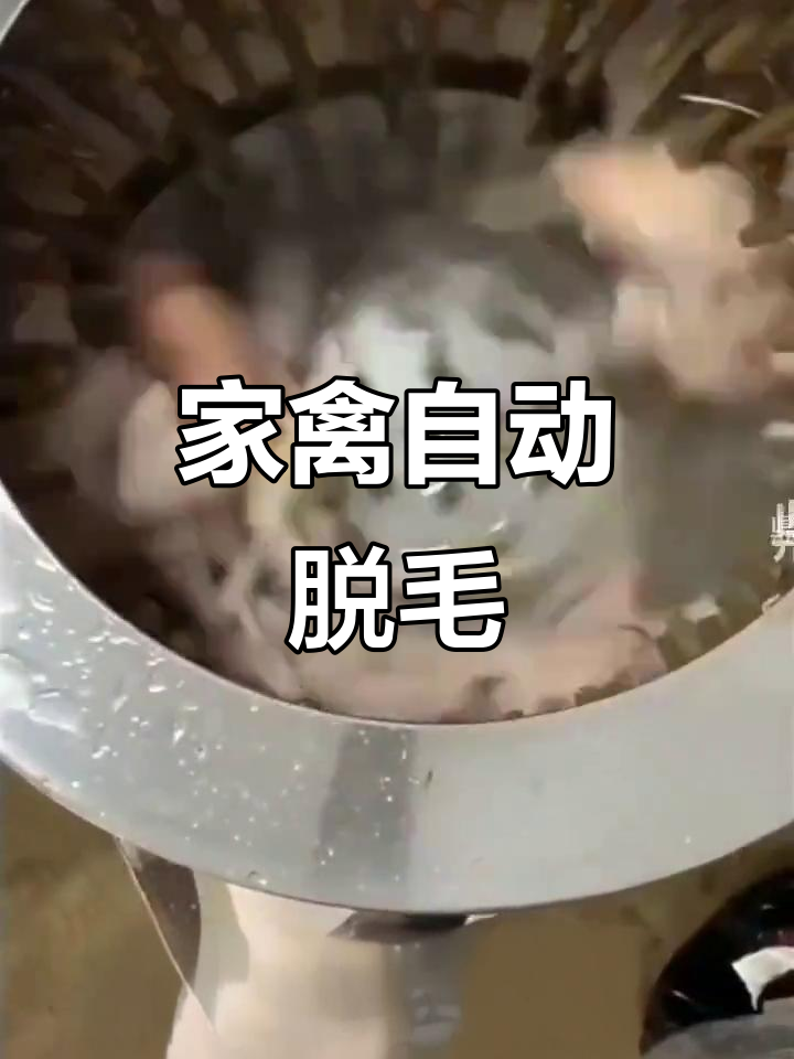 高效全自动脱毛机,适用于鸡鸭鹅等小型家禽